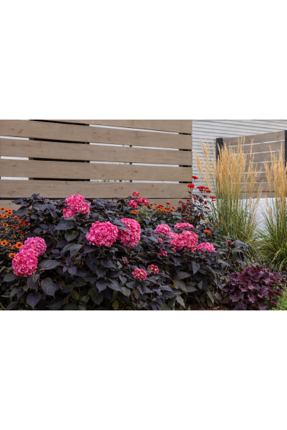 Гортензия Eclipse в ландшафте